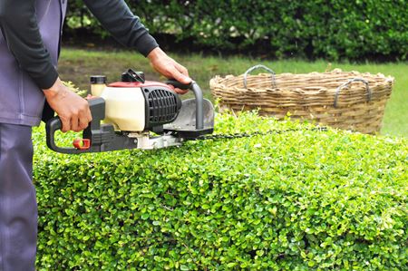 Shrub Trimming Thumbnail